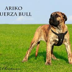 Dogo canario Fuerza bull ARIKO