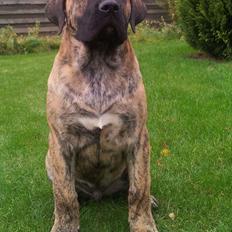 Dogo canario Fuerza bull ARIKO