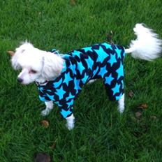 Chinese crested powder puff Marco