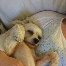 Chinese crested powder puff Marco