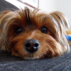 Yorkshire terrier Coco