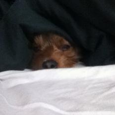 Yorkshire terrier Coco