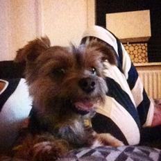 Yorkshire terrier Coco