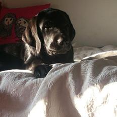 Labrador retriever Frodo (min skat)