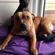 Staffordshire bull terrier Maggie
