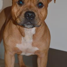 Staffordshire bull terrier Maggie