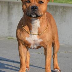 Staffordshire bull terrier Maggie