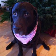 Labrador retriever Molly La Moulin <3