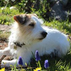 Parson russell terrier Zanira Pepsi