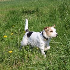 Parson russell terrier Zanira Pepsi