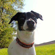 Glathåret foxterrier Coco Kildegaard