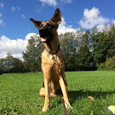 Schæferhund Electus Qvana (Molly)