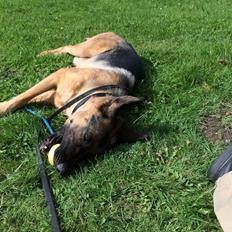 Schæferhund Electus Qvana (Molly)