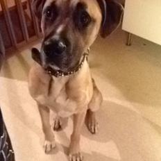 Blanding af racer Putin