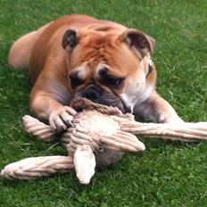 Olde english bulldogge Bullinas Frida