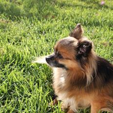 Chihuahua Coco