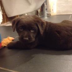Labrador retriever Knuma Jikke Junior 