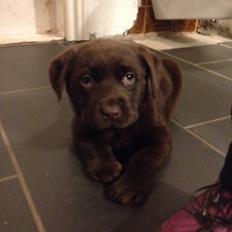 Labrador retriever Knuma Jikke Junior 