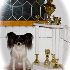 Papillon Flowerbirds Zia Be My Beauty