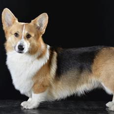 Welsh corgi pembroke Dideriksen´s Egon Olsen