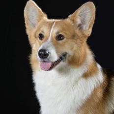 Welsh corgi pembroke Dideriksen´s Egon Olsen