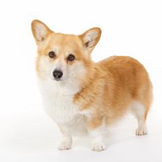 Welsh corgi pembroke Rehder´s Tanya