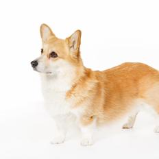 Welsh corgi pembroke Rehder´s Tanya