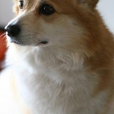 Welsh corgi pembroke Rehder´s Tanya