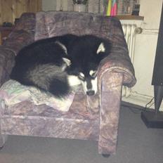 Alaskan malamute EnapaySpirit Learn To Love Aganin (Frida)