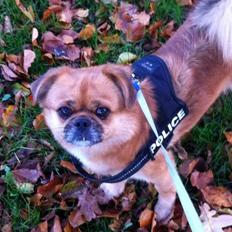 Blanding af racer Balou