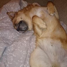 Blanding af racer Balou