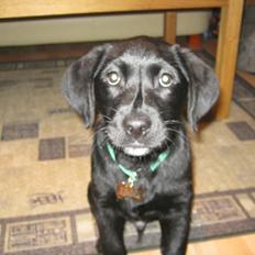 Labrador retriever Buck