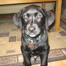 Labrador retriever Buck