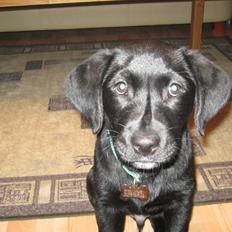 Labrador retriever Buck