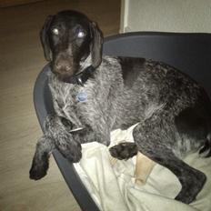 Ruhåret hønsehund Lynghedens Chandler