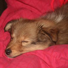 Shetland sheepdog Luna