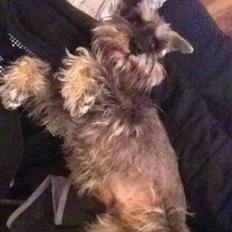 Dvaergschnauzer Præstekjær's Andrew (Zippo)