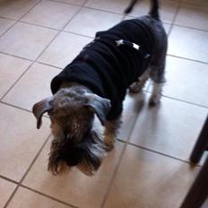 Dvaergschnauzer Præstekjær's Enjoyable Kazar