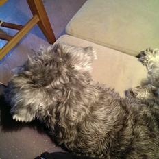 Dvaergschnauzer Præstekjær's Enjoyable Kazar