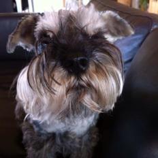 Dvaergschnauzer Præstekjær's Enjoyable Kazar