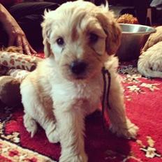 Blanding af racer *Bailey* (Goldendoodle)