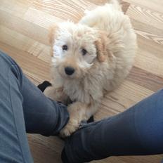 Blanding af racer *Bailey* (Goldendoodle)