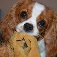 Cavalier king charles spaniel Mille <3