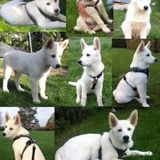 Blanding af racer Cuba, Malamute / hvid schæfer / Samojedhund