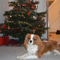 Cavalier king charles spaniel Mille <3
