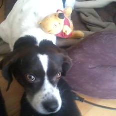 Blanding af racer Simba