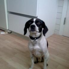 Blanding af racer Simba