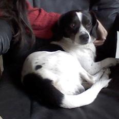 Blanding af racer Simba