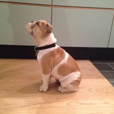 Engelsk bulldog Molosshusets Kiss AKA Cookie