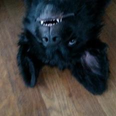 Newfoundlænder Samson